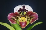 Paph. (Tree Of Enzan x Waipunga) 'Bear' 