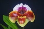 Paph. (Winston Churchill x Mountain Chateau) 'Bear' 