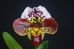Paph. {Hotspot x (Shining World x Junior Exploit)} 'Bear' 