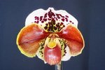Paph. (Casa Mingo x Dolce Vita) 'Bear-1' 