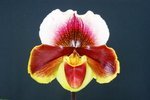 Paph. {(Composible x Soul Element) x Hung Sheng Nulight} 'Bear-1' 