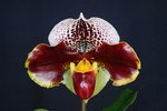 Paph. (Hampshire Suset x Winston Churchill) 'Bear-1' 