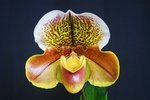 Paph. (Hampshire Zoo x Yi-Ying Colorful Clouds) 'Bear-1' 