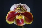 Paph. {(Hanes Fiesta x Winston Churchill) x Winston Churchill} 'Bear-1' 