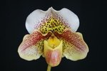 Paph. (Hung Sheng Carillon x White Knight) 'Bear-1' 
