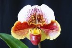 Paph. (Hung Sheng Carillon x Winston Churchill) 'Bear-1' 