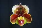 Paph. (Hung Sheng Compensa x Churchill Bay) 'Bear-1' 
