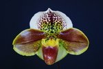 Paph. (Hung Sheng Heart x Yi-Ying Colorful Clouds) 'Bear-1' 