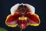 Paph. (Hung Sheng Nulight x Winston Churchill) 'Bear-1' 