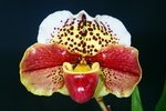 Paph. Tsukuba Redstar 'Bear-1' (Tokyo Red Mard x Katsutawin) 
