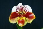 Paph. {(Wings World x Kimuras Flight) x Winston Churchill} 'Bear-1' 