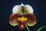 Paph. (Yi-Ying Colorful Clouds x Provocation) 'Bear-1' 