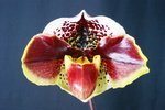 Paph. Hung Shenh Twinkling 'Bear-1' 
