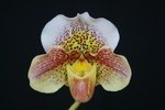 Paph. (Hung Sheng Carillon x White Knight) 'Bear-2' 