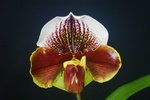 Paph. (Hung Sheng Carillon x Winston Churchill) 'Bear-2' 