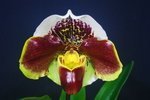 Paph. (Hung Sheng Nulight x Winston Churchill) 'Bear-2' 