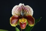 Paph. (Yi-Ying Colorful Clouds x Winston Churchill) 'Bear-2' 