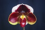 Paph. (Hung Sheng Nulight x Winston Churchill) 'Bear-3' 