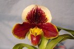 Paph. Churchill Bay