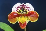 Paph. Eyecatcher 'Bear' 