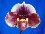 Paph. Fiestalight 'Bear-2'