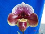 Paph. Fiestalight 'Bear-3' 