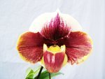 Paph. Fiestalight 'Bear-21'