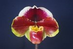 Paph. Flame Freezing 'Bear-1'