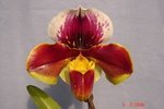 Paph. Hama Chilwin 'Bear-1'  