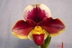 Paph. Hama Chilwin 'Bear-2'