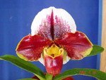 Paph. Hama Chilwin 'Bear-3'