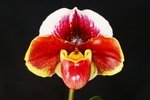 Paph. Hama Chilwin 'Bear-5'