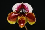 Paph. Hama Chilwin 'Bear-6'