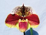 Paph. Hampshire Bay 'Bear-30'   