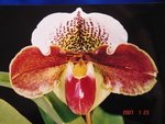 Paph. Hampshire Sunset 'Bear-10'