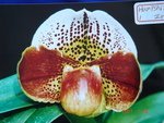 Paph. Hampshire Zoo 'Bear-1'