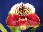 Paph. Hampshire Zoo 'Bear-2'