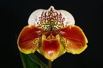 Paph. Hampshire Zoo 'Bear-3'