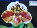 Paph. Hampshire Zoo 'Bear-9'