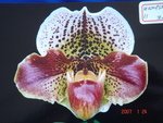 Paph. Hampshire Zoo 'Bear-11'