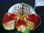 Paph. Hampshire Zoo 'Bear-23'