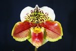 Paph. Hampshire Zoo 'Bear-27'