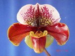 Paph. Hampshire Zoo 'Bear-31'