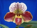 Paph. Hampshire Zoo 'Bear-33'