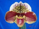 Paph. Hampshire Zoo 'Bear-34'