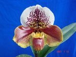 Paph. Hampshire Zoo 'Bear-35'
