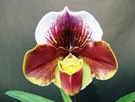 Paph. Hampshire Zoo 'Bear-43'