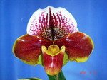 Paph. Hampshire Zoo 'Bear-46'