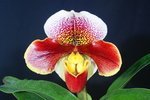 Paph. Hopewell 'Bear' 