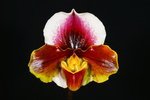 Paph. Hsinying Compensa 'Bear-1'